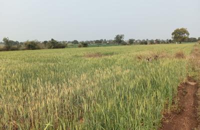 Punasa road atut gaon